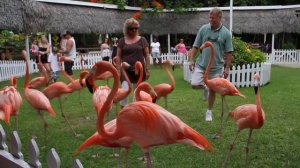 Ardastra Gardens & Zoo, Nassau Bahamas - Sabine und die Flamingos