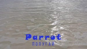 Malahini Parrot. Попугай