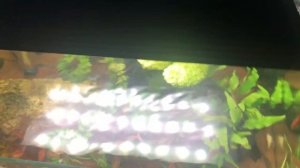 Аквариум со светильником Chihiros WRGB 2 Pro