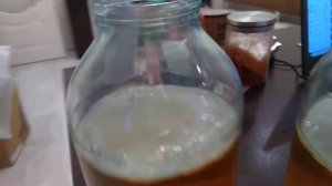 чайный гриб