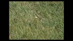 "МОЙ ДОМ И РЕКА" (музыка Поля Мориа)