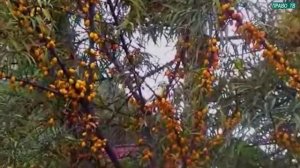 Я пьянею без вина наступило Бабье лето - Аркадий Кобяков