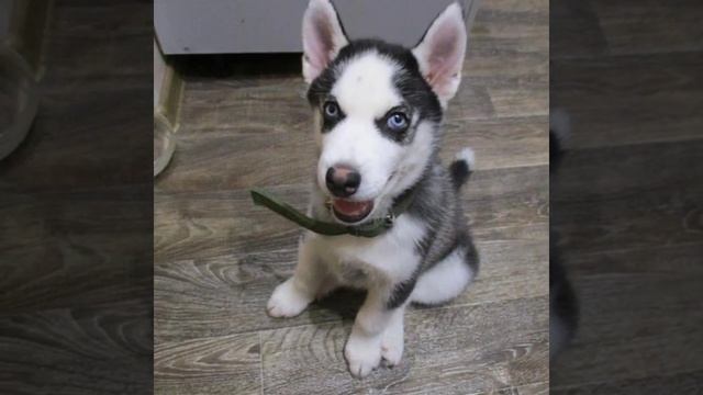 Собака Друг человека смотреть онлайн