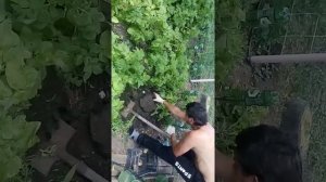 Копаем картофель сорт"Импала"