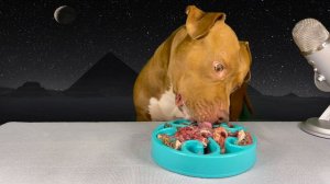 ASMR MUKBANG PITBULL EATING RAW FOODS CHICKEN FEET RETICULUM VENISON CHICKEN HEARTS