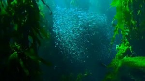 10 интересных фактов о Красной Книге