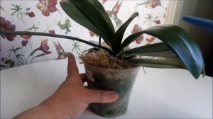 Орхидея LUCKY CAT зацветает!)))