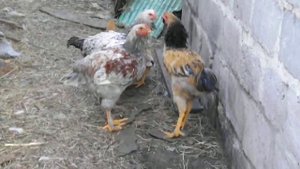 Курочки и петушки брама (помесь). Драка петушиная.