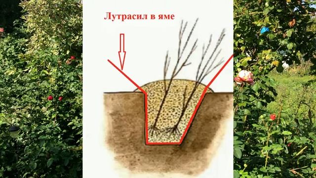 Что делать с розами осенью? Саженцы пришли поздно! Прикоп. смотреть онлайн