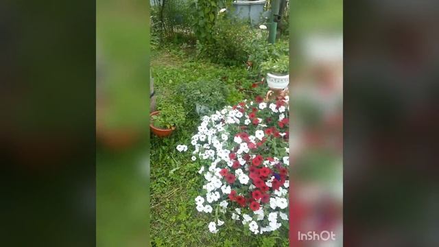 як цвіте петунія сорту тайдал в грунті,тайдал ред велюр,тайдал сільвер,ампельна петунія, каскадна смотреть онлайн