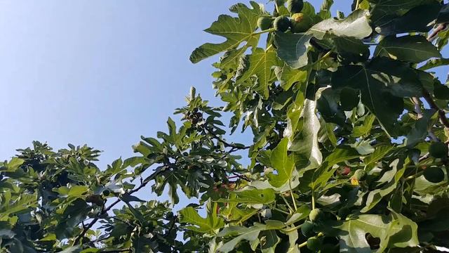 Эелёный инжир | Жизнь на Юге смотреть онлайн