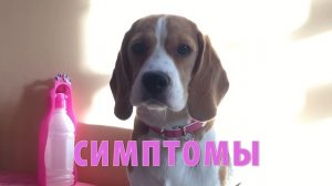 ПЕРВАЯ ТЕЧКА У СОБАКИ ( Все что нужно знать о первой течке