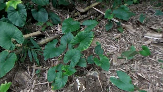 Elephant ear (Xanthosoma robustum) - part 1 смотреть онлайн