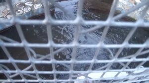 Тебердинский заповедник. Кавказская выдра