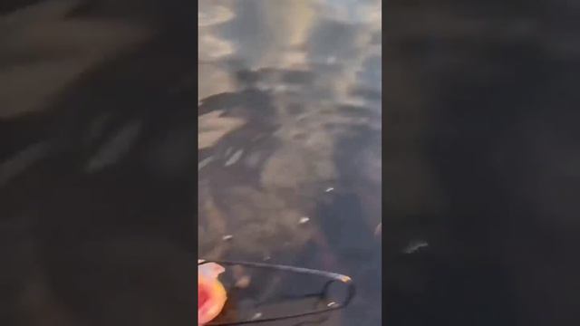 Жадность ФРАЕРА Погубит! #рыбалка #щука #карась #жор смотреть онлайн