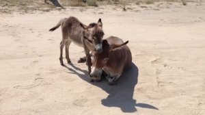 Осленок с ослицей