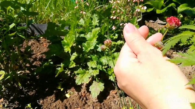 39.Гейхеры/ Армерии и другие многолетние цветы смотреть онлайн