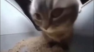 ЧИПИ ЧИПИ ЧАПА ЧАПА... Но это мемы