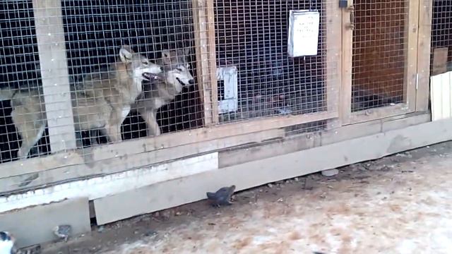 Хаджохская теснина.Мини-зоопарк. смотреть онлайн