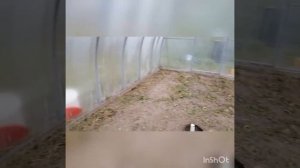 Серная шашка ФАС. Обработка теплицы.