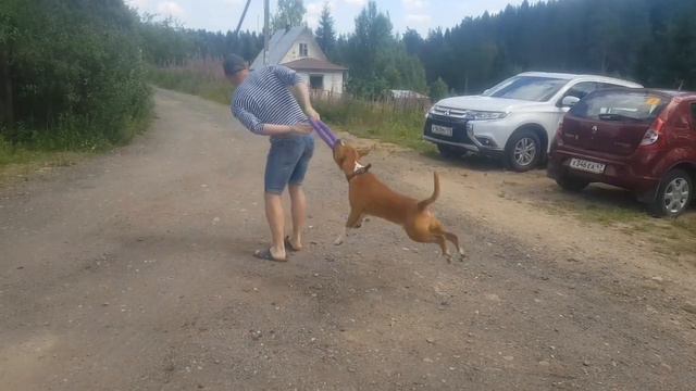 Хватка стаффордширского терьера смотреть онлайн