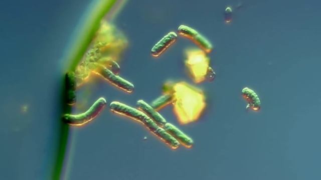 Зелёный налёт на коре деревьев смотреть онлайн