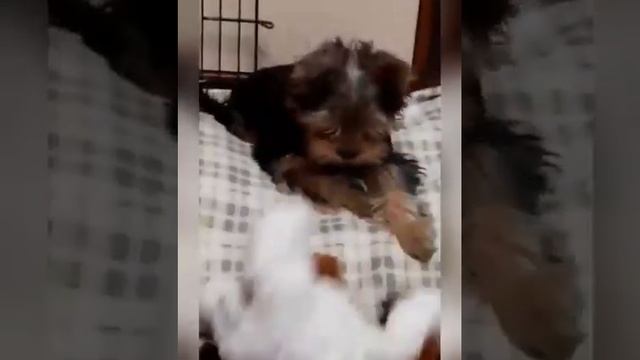 ПРЕДЛАГАЕТСЯ ЩЕНОК ЙОРКШИРСКОГО ТЕРЬЕРА. BABY-FACE. БЕЗ НЕДОСТАТКОВ. МИЛЫЙ ЗАБАВНЫЙ КРАСИВЫЙ СМЕШНО