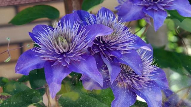 Multi Blue Clematis - NEW! - Navy Blue Double Flower - 2.5" Pot Clematis plants,