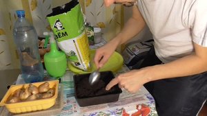 КАК ПРАВИЛЬНО САЖАТЬ РЕПЧАТЫЙ ЛУК ИЛИ ЛУК СЕВОК МОСТОВЫМ СПОСОБОМ НА ЗЕЛЕНОЕ ПЕРО