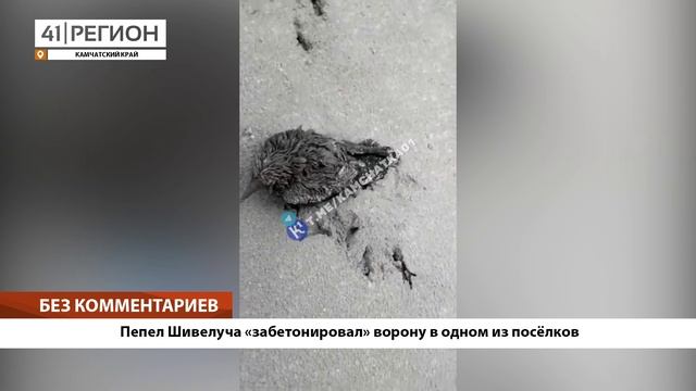 •БЕЗ КОММЕНТАРИЕВ: Пепел Шивелуча «забетонировал» ворону в одном из посёлков•
