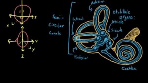 The vestibular system, balance, and dizziness | Processing the Environment | MCAT | Khan Academy