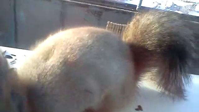 белка жрет кушает точит семки на балконе смотреть онлайн