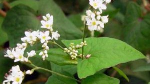 Медонос ГРЕЧИХА. Виды. Описание. Медопродуктивность