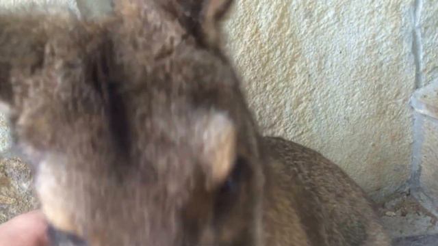 Знакомство с кенгуру в Тайгане ! смотреть онлайн