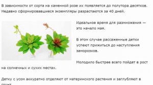 Каменная роза. Молодило.  Выращивание. Сорта для открытого грунта.