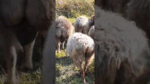 Эдильбаевские овцы в Сибири,набирают вес.