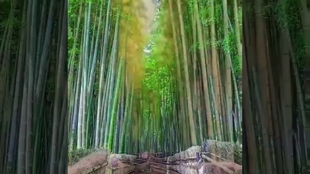 Бамбуковый лес в Японии смотреть онлайн