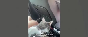 Подборка смешных видео и приколов 296? Лучшие ПРИКОЛЫ 2023