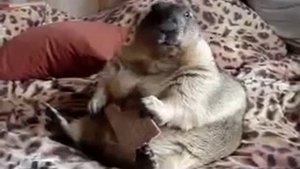 Сурок или суслик))) ест печеньку))) Очень позитивно))