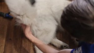 Уход за шерстью самоеда/шпица: чем расчесывать, чем сушить, как часто купать самоеда.