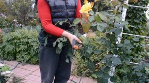 Как обрезать плетистую розу первогодку на зиму и пригибать