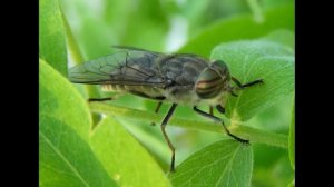 Самое быстрое насекомое на планете Земля!