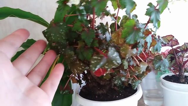 Комнатные  растения . Обзор цветочного стеллажа.Часть 1.