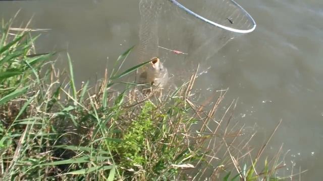 Рыбалка||АМУР,САЗАН,КАРАСЬ||август2017 смотреть онлайн