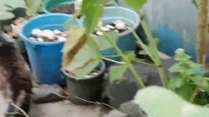 Как отучить собаку беспрерывно лаять на котов