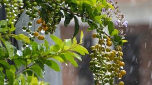 Кустарник Дуранта, для комнатных условий и открытого грунта. Описание растения Дуранта