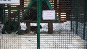 Уфа. Лесопарк имени Лесоводов Башкирии, зима 2024