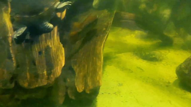 Аквариумные рыбки цихлиды. В Зоопарке смотреть онлайн