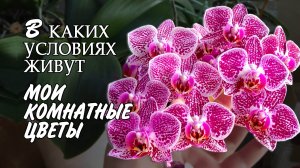 В каких условиях живут мои комнатные цветы