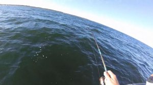 МОРСКАЯ РЫБАЛКА НА СУДАКА НА БАЛТИКЕ